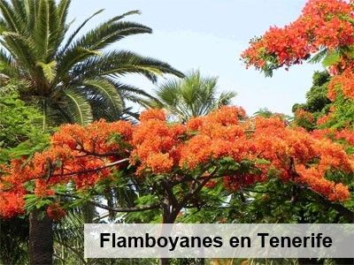 Flamboyan-Tenerife