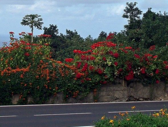 Flor de pascua en carreteras de Tenerife